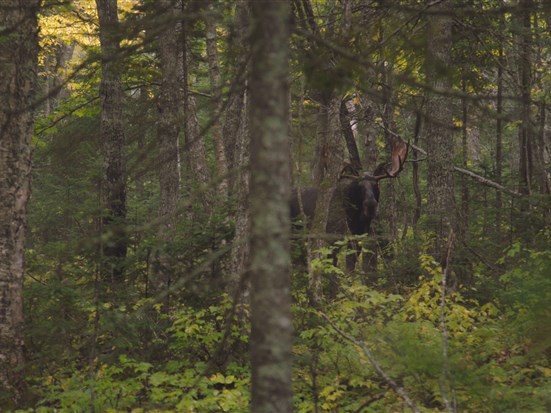 Est-ce que les grandes chaleurs affectent la qualité de chasse à l’orignal?